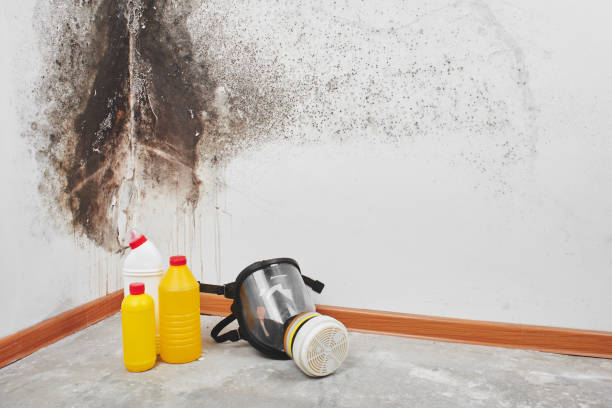 Office Mold Removal Services in Klamath Falls, OR