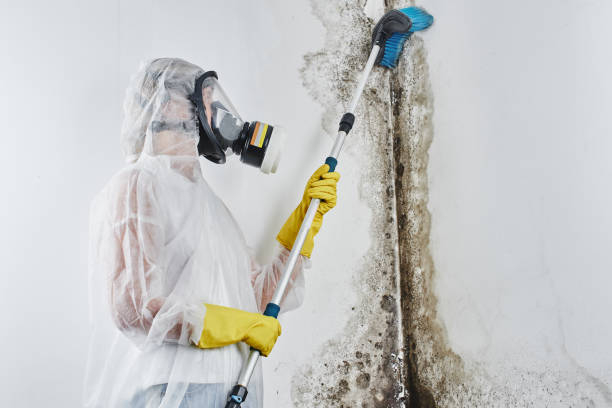Best Commercial Mold Removal  in Klamath Falls, OR