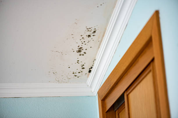 Best Mold Remediation  in Klamath Falls, OR