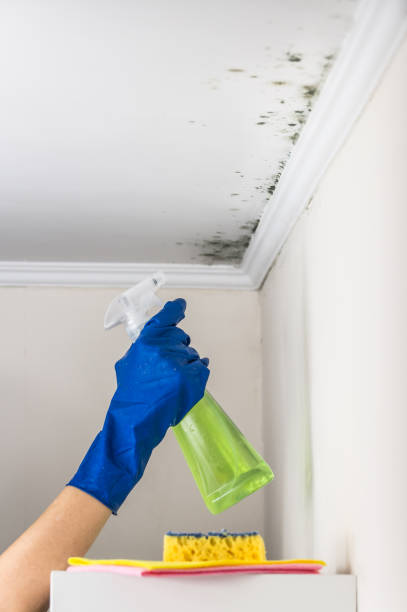 Professional Mold Removal in Klamath Falls, OR