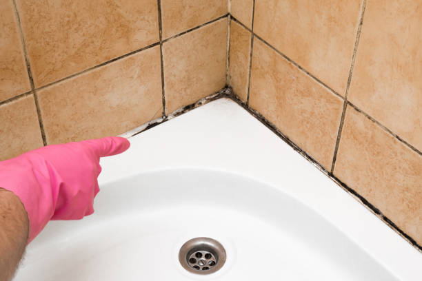 Best Toxic Mold Removal  in Klamath Falls, OR